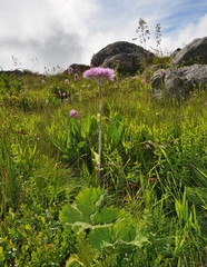 Adenostyles alliariae