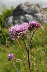 Adenostyles alliariae