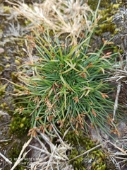 Fimbristylis dichotoma ochotensis