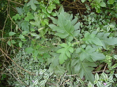 Montanoa bipinnatifida