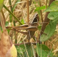 Sepiana sepium