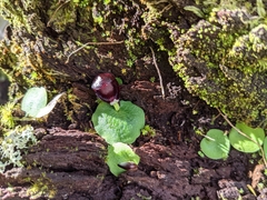 Corybas recurvus
