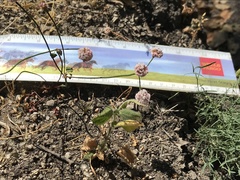 Eriogonum nortonii