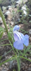 Salvia heterotricha