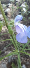 Salvia heterotricha
