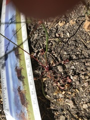 Eriogonum nortonii