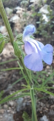 Salvia heterotricha