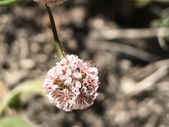 Eriogonum nortonii