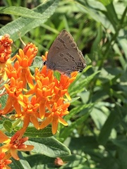 Satyrium caryaevorus