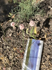 Eriogonum nortonii