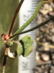 Eriogonum nortonii