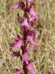 Anacamptis sancta