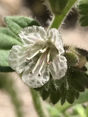 Phacelia grisea