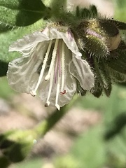Phacelia grisea