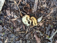 Hydnoplicata convoluta