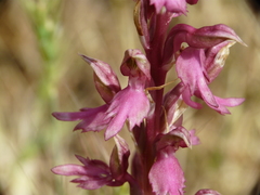 Anacamptis sancta