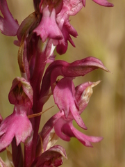 Anacamptis sancta