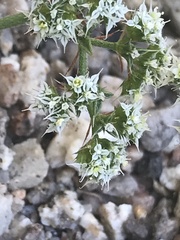 Chorizanthe diffusa
