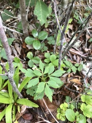 Anemonoides quinquefolia