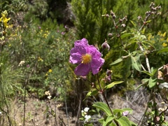 Cistus symphytifolius image