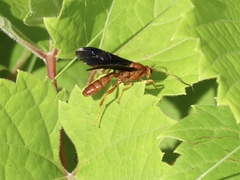 Trogus