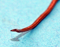 Diversibipalium multilineatum