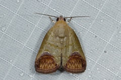 Asinduma exscripta