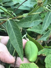 Leptadenia lanceolata