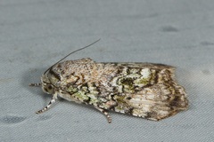 Blenina
