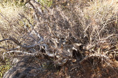 Pachypodium saundersii