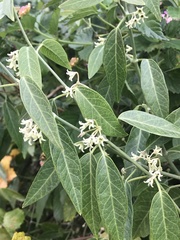 Leptadenia lanceolata