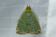 Chloriola gratissima