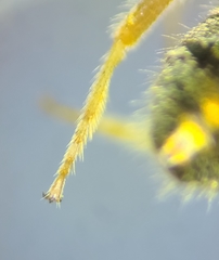 Augochlorella persimilis