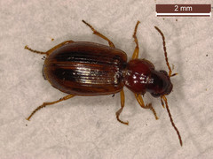Dicheirotrichus placidus