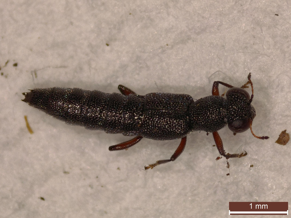 Stenus fulvicornis