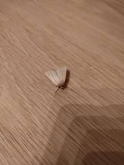 Mythimna pallens