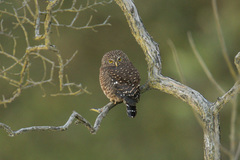 Glaucidium bolivianum