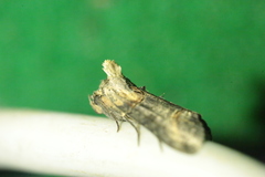 Abrostola tripartita