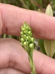 Platanthera blephariglottis blephariglottis