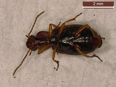 Dicheirotrichus placidus