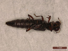 Stenus fulvicornis