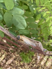 Magicicada septendecim