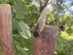 Magicicada septendecim