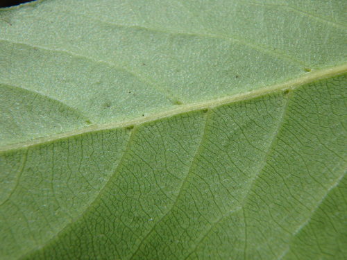 Canary Laurel