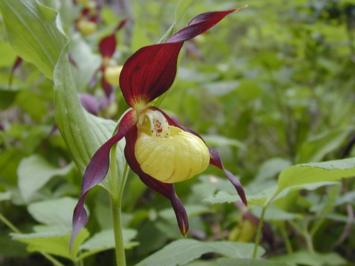 Cypripedium calceolus — photo 1