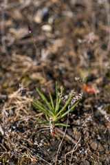Phemeranthus calcaricus