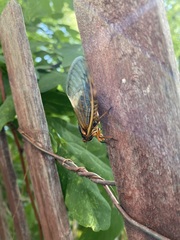 Magicicada septendecim