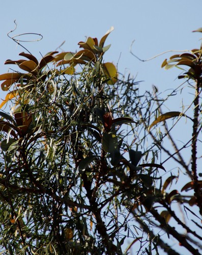 Image of Secamone filiformis by (c) Tony Rebelo, some rights reserved (CC BY-SA)