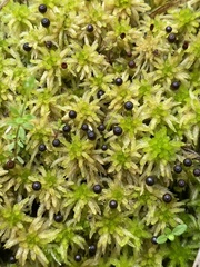 Sphagnum subsecundum