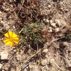 Dyssodia tagetiflora